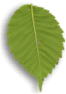da noi il verde � riposo