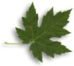 da noi il verde é riposo